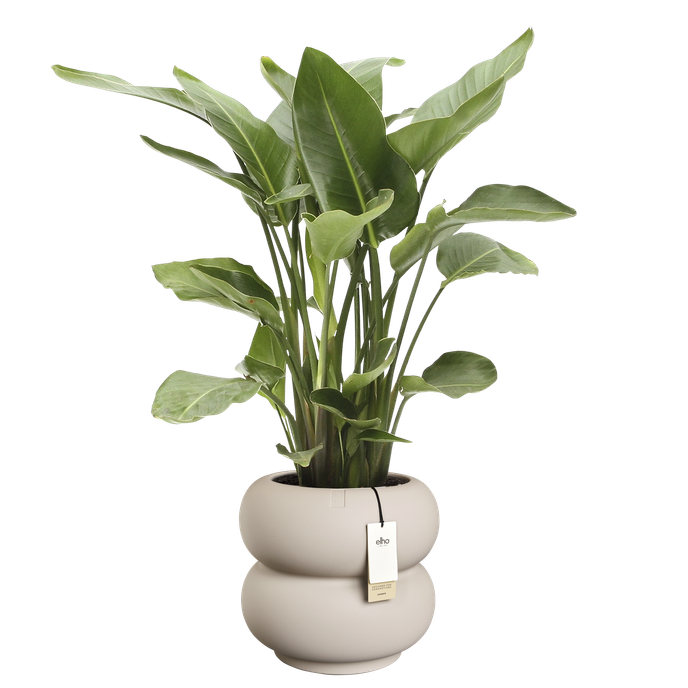 amber roll low 43cm greige